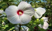 hibiskus bagienny