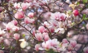 nawożenie i pielęgnacja magnolii