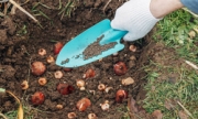 nawożenie roślin cebulowych
